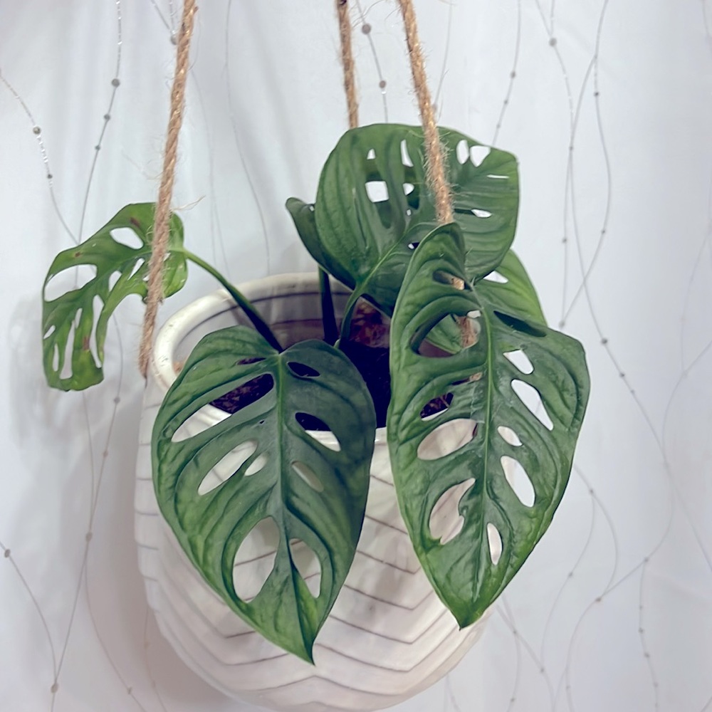 🪴Propagated rooted trimmings - Monstera Adansonii, Swiss cheese plant